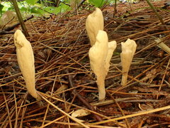 Clavariadelphus ligula