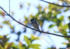 Sporophila morelleti