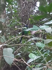 Thalurania glaucopis
