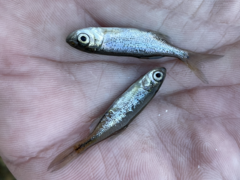 Richardsonius balteatus