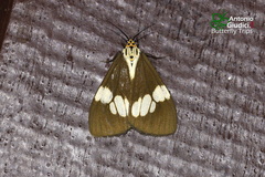 Nyctemera lacticinia