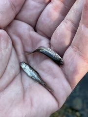 Richardsonius balteatus