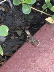 Leiocephalus carinatus