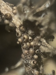 Sphaerobolus stellatus