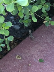 Leiocephalus carinatus