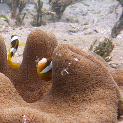 Ancylomenes magnificus