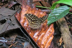 Lexias dirtea