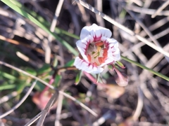 Roepera sessilifolia