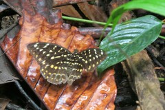 Lexias dirtea