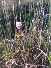 Roepera sessilifolia
