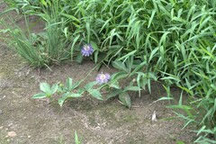 Passiflora incarnata