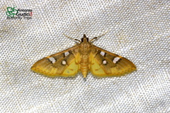 Cotachena pubescens