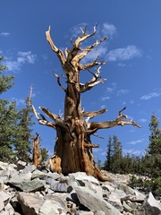 Pinus longaeva