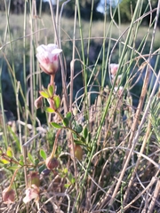 Roepera sessilifolia