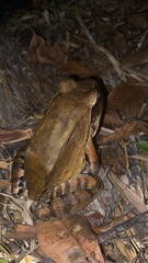 Leptodactylus