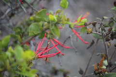 Tristerix corymbosus