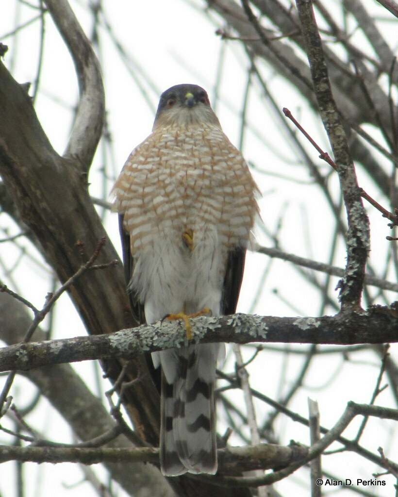 Sharp-shinned Hawk from Deerfield, NH, USA on March 1, 2009 at 10:00 AM ...