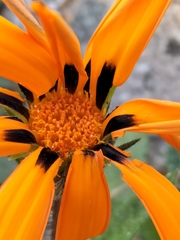 Gazania
