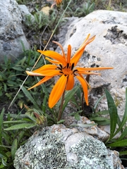 Gazania