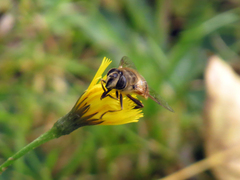 Eristalis tenax