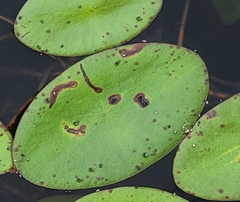 Polypedilum braseniae