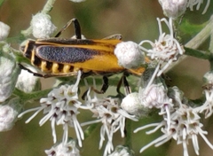 Chauliognathus pensylvanicus
