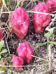Hyobanche sanguinea