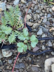 Fragaria