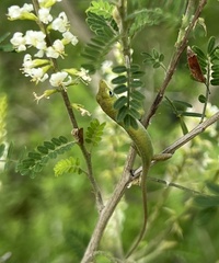 Anolis carolinensis