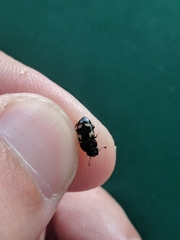 Glischrochilus quadrisignatus