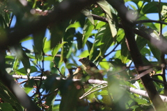 Sporophila morelleti