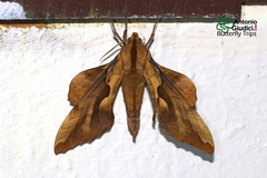 Phyllosphingia dissimilis