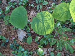 Viburnum lantanoides