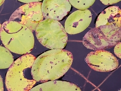 Polypedilum braseniae