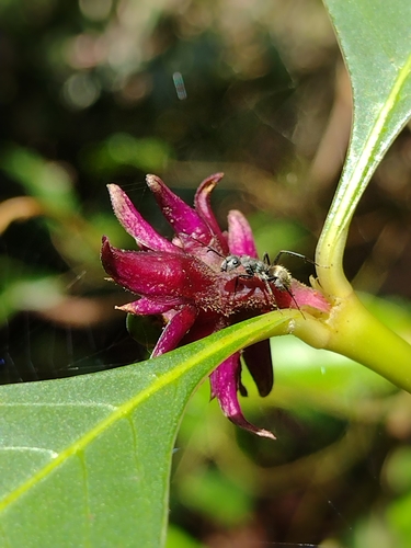 Image of Palicourea hoffmannseggiana by (c) Lucas Kaminski, some rights reserved (CC BY)
