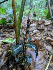 Chimaphila maculata