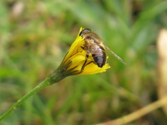 Eristalis tenax