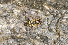 Helophilus fasciatus