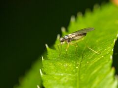 Empidoidea