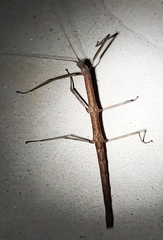 Diapheromera femorata