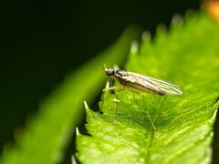 Empidoidea