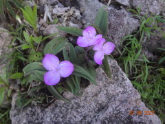 Tradescantia