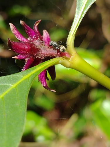 Image of Palicourea hoffmannseggiana by (c) Lucas Kaminski, some rights reserved (CC BY)