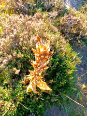 Gentiana lutea