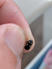 Glischrochilus quadrisignatus