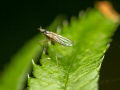 Empidoidea