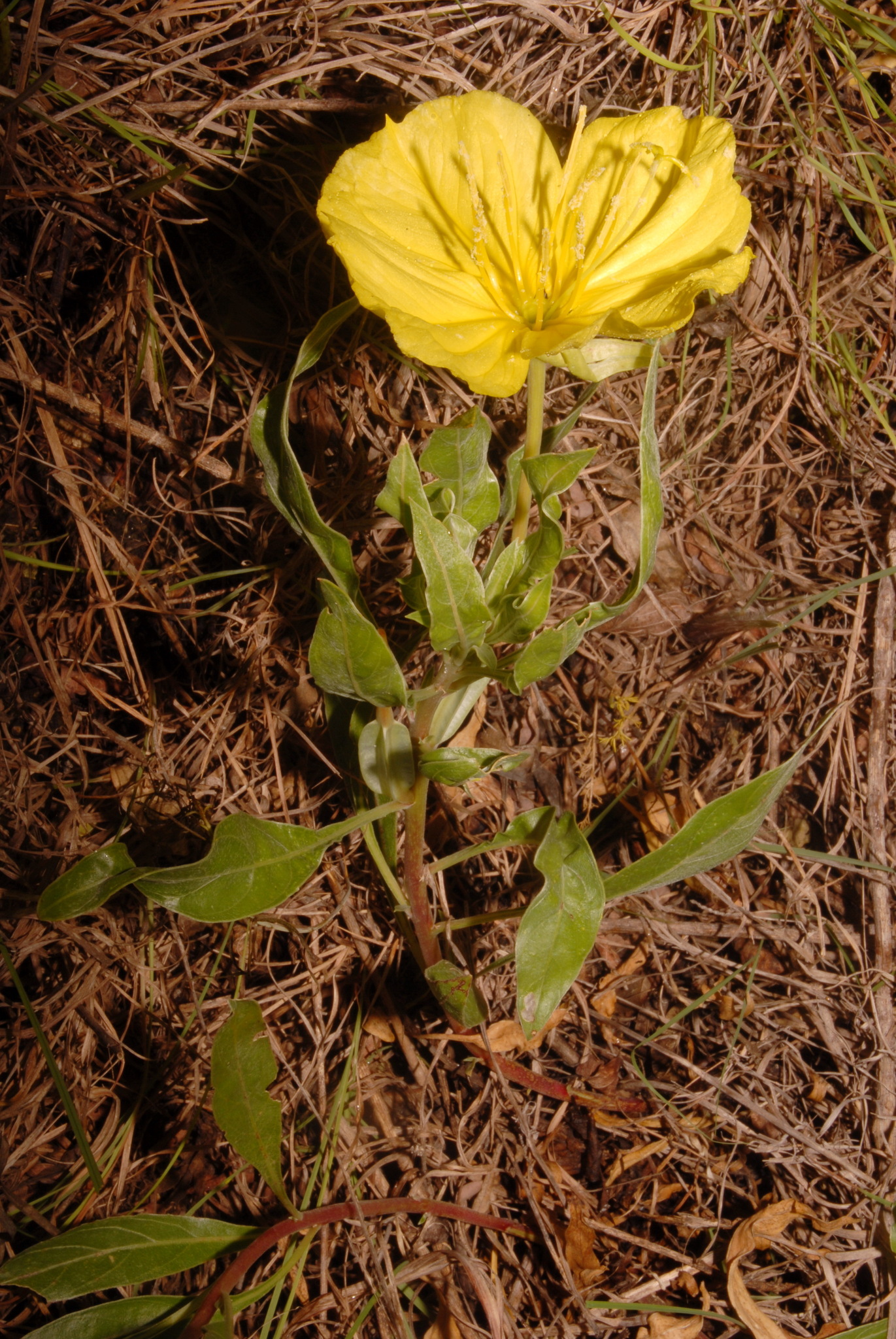 Oenothera macrocarpa ssp. oklahomensis