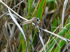 Proctacanthus gracilis