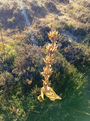 Gentiana lutea
