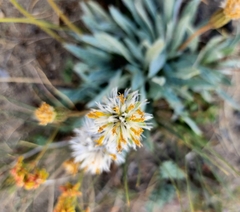 Raillardella argentea